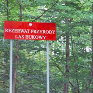 Las Bukowy w Głuchołazach
