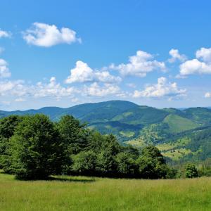 Praszywka Wielka w Beskidzie Żywieckim