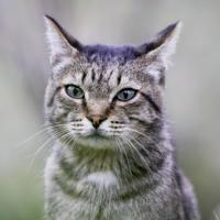 Avatar użytkownika Malinetta