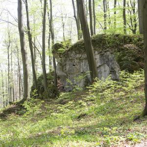 Rezerwat Ostrężnik na Jurze