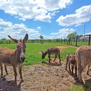 Park Przygód i Atrakcji w Wilkowicach