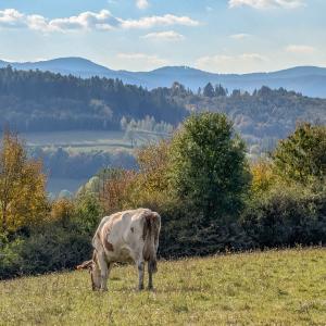 Tuł w Beskidzie Śląskim