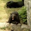 Zoo w Chorzowie, Ania