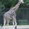 Warszawskie zoo, Daria i Krzysztof Nowakowscy