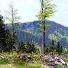 BESKID ŚLĄSKI - Przełęcz Kubalonka - > Stożek Wielki, Krzysztof Ch.