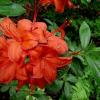 Wroclawski Ogrod Botaniczny, xxxxx