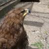 Zamość-zoo, fazi