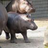 Ostrava Ogród Zoologiczny, Sabina O.