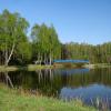 Pniowiec - letni azyl