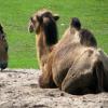 Zoo w Opolu, Moszna, Stare Tarnowice