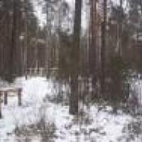 SZUMY - Susiec - roztocze - lubelskie, marbiele@orange.pl