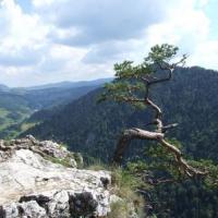 Szczawnica, Buszmen