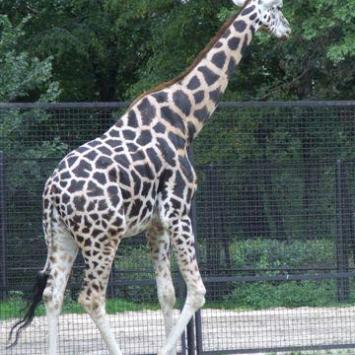 Warszawskie zoo - zdjęcie
