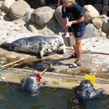 Fokarium Stacji Morskiej Oceanarium Uniwersytetu Gdańskiego - zdjęcie
