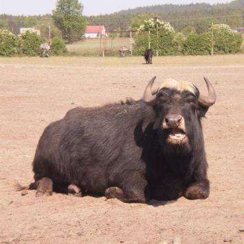 Świerkocin - Zoo Safari - zdjęcie