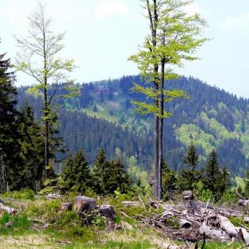 STOŻEK WIELKI - Wisła Głębce - Beskid Śląski - zdjęcie