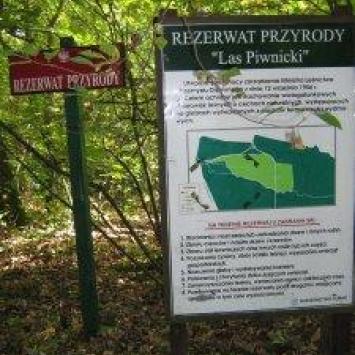 Las piwnicki - zdjęcie