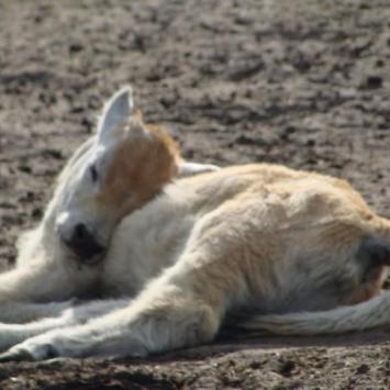 Park Zoo Safari w Świerkocinie - zdjęcie