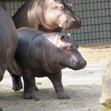 Ostrava Ogród Zoologiczny - zdjęcie