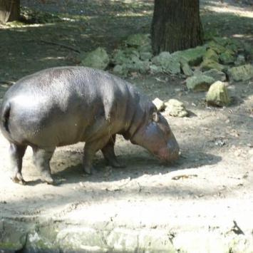 Zoo w Opolu - zdjęcie