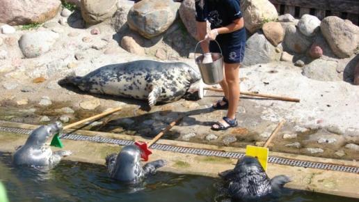 Fokarium Stacji Morskiej Oceanarium Uniwersytetu Gdańskiego, Joanna