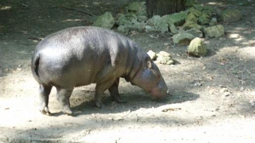 Zoo w Opolu, Karolina