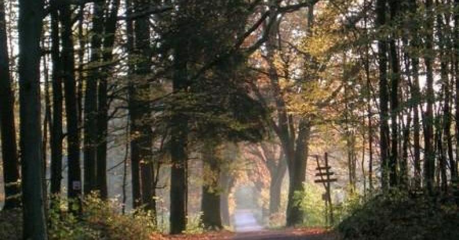 Górznieńsko - Lidzbarski Park Krajobrazowy - zdjęcie