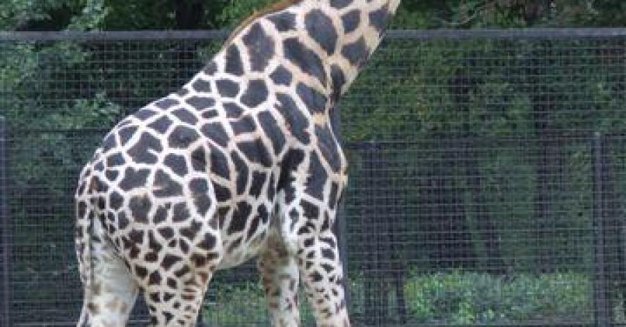 Warszawskie zoo - zdjęcie