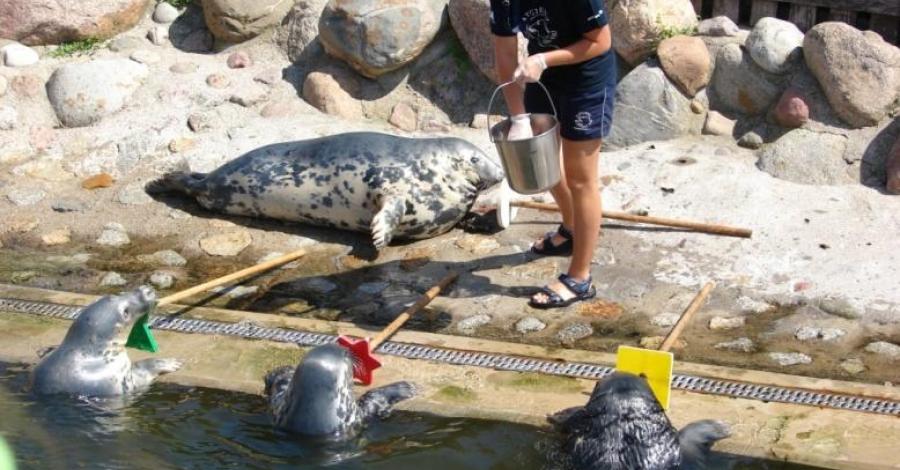 Fokarium Stacji Morskiej Oceanarium Uniwersytetu Gdańskiego - zdjęcie