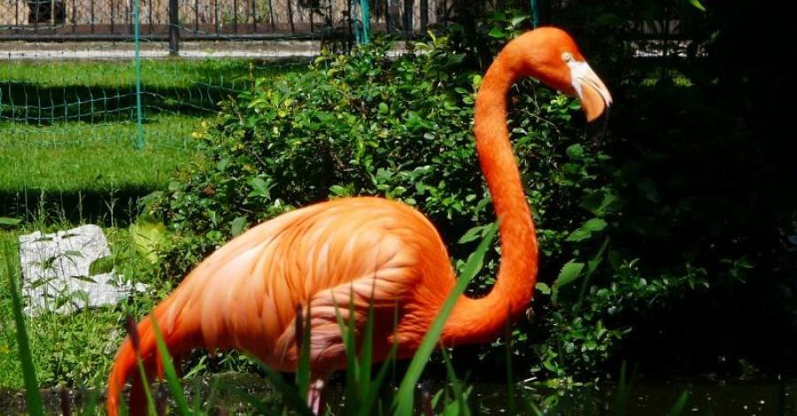Wrocławskie Zoo - zdjęcie