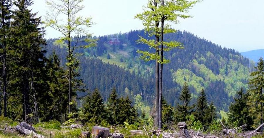 STOŻEK WIELKI - Wisła Głębce - Beskid Śląski - zdjęcie