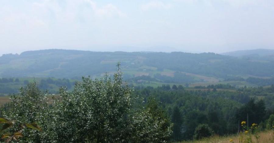 Babica - Błażowa - zdjęcie