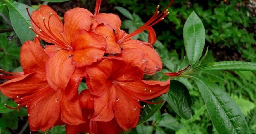 Wroclawski Ogrod Botaniczny - zdjęcie