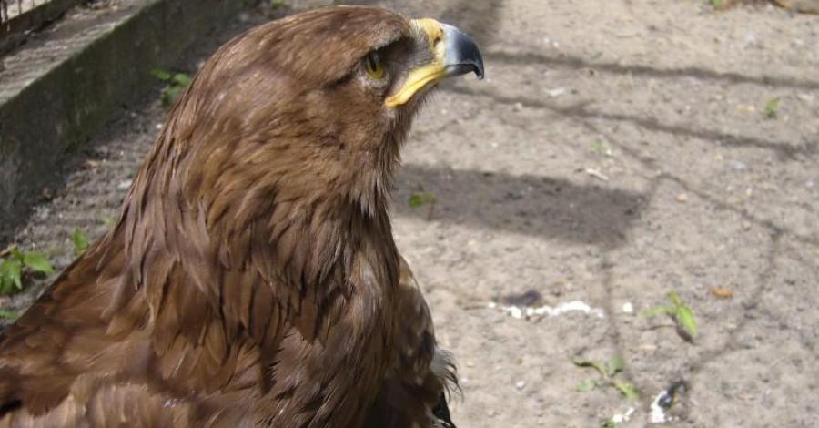 Zamość-zoo - zdjęcie