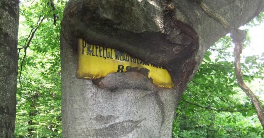 Leskowiec - zdjęcie