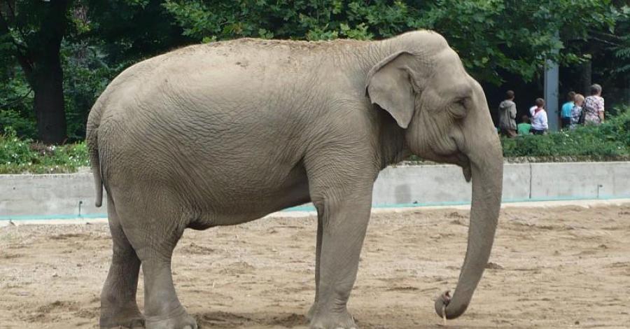 ZOO we Wrocławiu - zdjęcie
