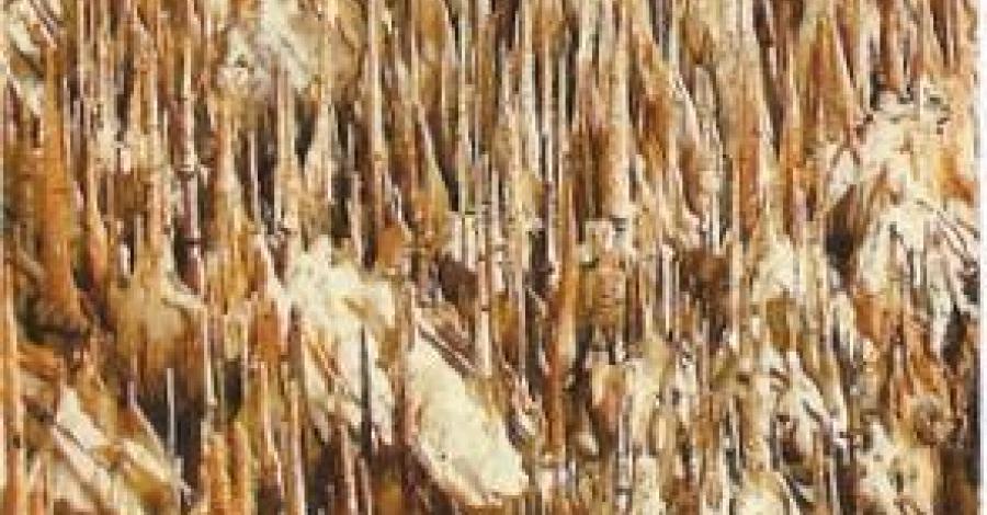Piękna Ziemia Świętokrzyska - zdjęcie