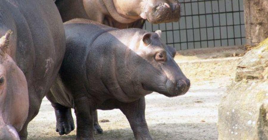 Ostrava Ogród Zoologiczny - zdjęcie