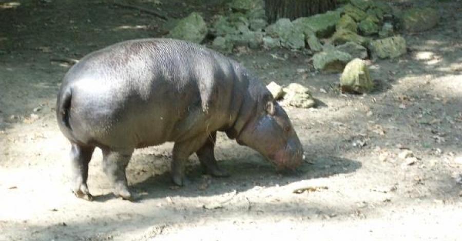 Zoo w Opolu - zdjęcie