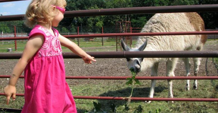 Mini Zoo w Świerklańcu - zdjęcie