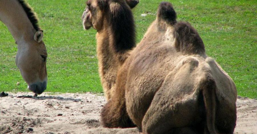 Zoo w Opolu, Moszna, Stare Tarnowice - zdjęcie