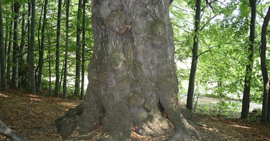 Rezerwat "Ostra Góra" - zdjęcie