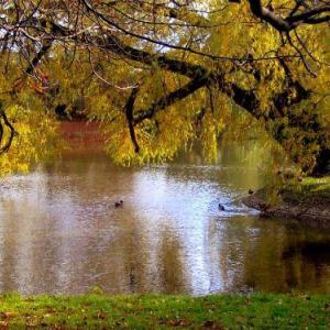 Park Roth w Raciborzu