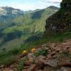 Wiosna na Liliowych Turniach w Tatrach, Midorihato