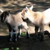 Zoo - dzieciniec