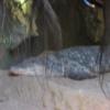 Aligator, Ola T...a