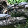 ogród zoologiczny, Katarzyna Jamrozik