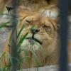 ogród zoologiczny, Katarzyna Jamrozik