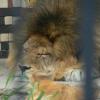 ogród zoologiczny, Katarzyna Jamrozik
