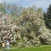 Magnolie przed Zamkiem w Baranowie, Joanna Bochenek